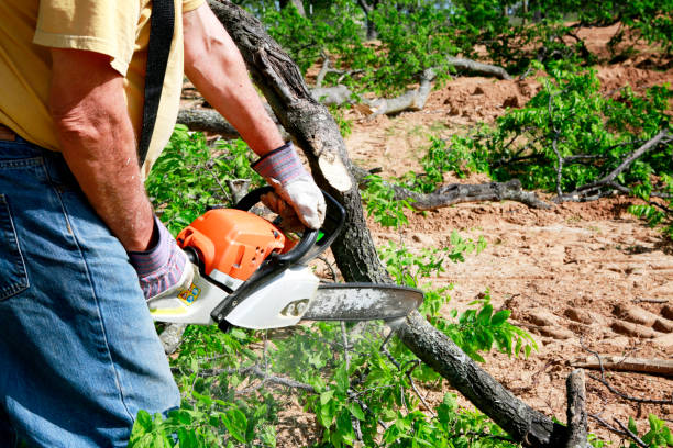 Professional  Tree Services in Pleasant Prairie, WI